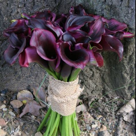 eggplant callas purple calla lilies purple calla lilies wedding calla lily flowers