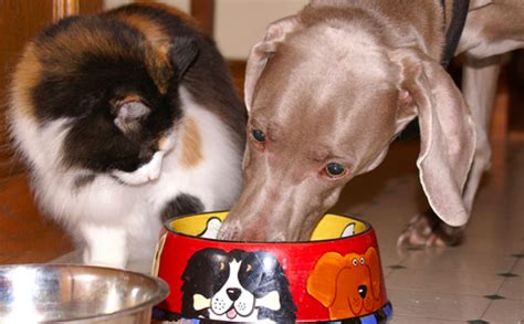 Wondering why your cat eats litter? Why Cats Are So Picky But Dogs Will Eat ANYTHING - BarkPost