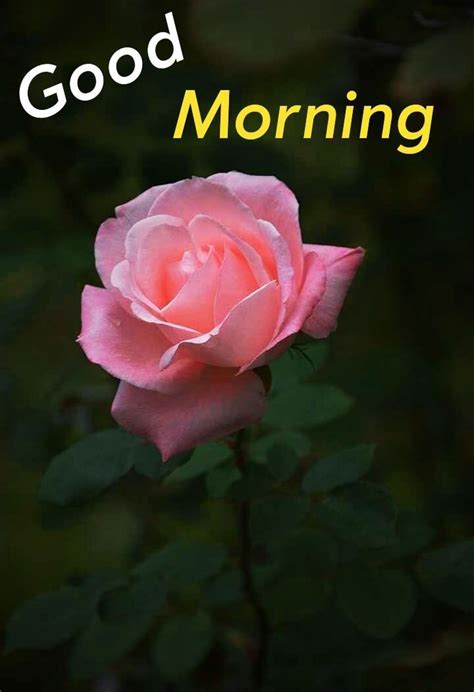 55 Beautiful Good Morning Images [ Best Collection ] Mixing Images Good Morning Flowers