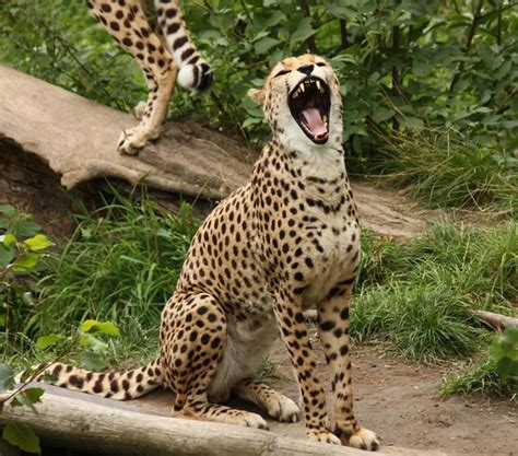 Cheetah Chester Zoo Flickr Photo Sharing