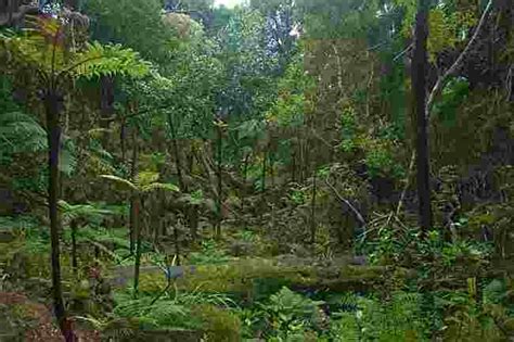 Tropical Rainforest Explained With Its Importance