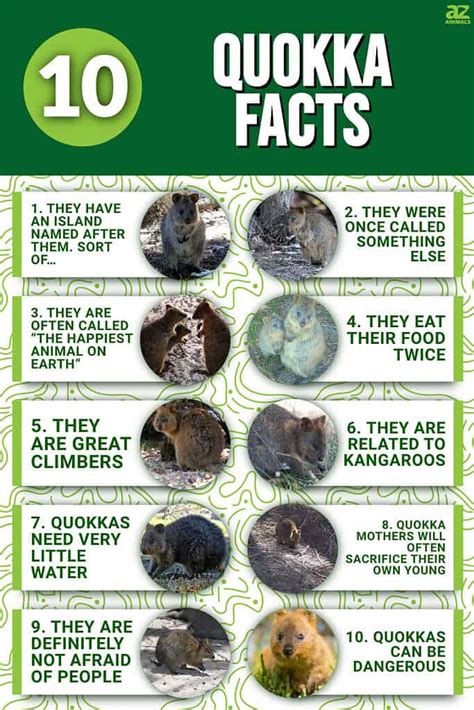 10 Incredible Quokka Facts A Z Animals