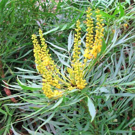 Soft Caress Mahonia