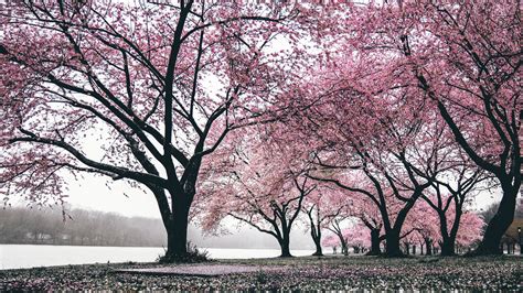 1920x1080 Cherry Blossoms Trees 4k Laptop Full Hd 1080p Hd