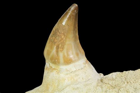 Mosasaur Prognathodon Jaw Section With Unerupted Tooth For Sale 150161