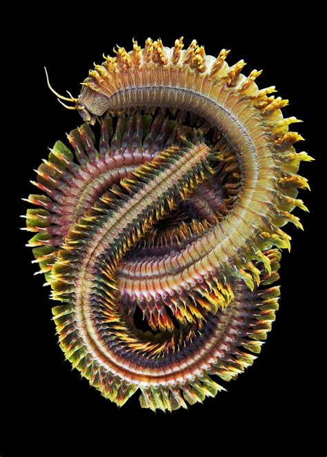 Bizarre Photos Of Underwater Worms Prove Nature Can Outdo Your Wildest