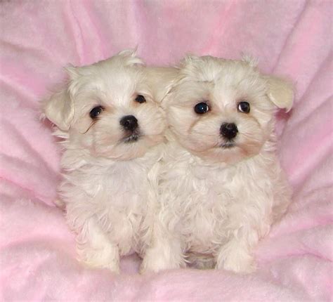 Or advertise your maltese puppies for free. Pin på Cute Animals I Love
