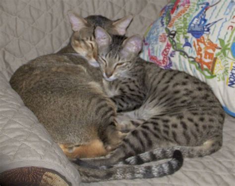 Resources, advice & recommendations for savannah cat owners. F4 Savannah Cat Lifespan - Pets Ideas