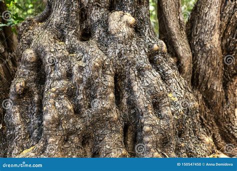 Bark Of A Thick Tree Trunk Close Up Background Stock Photo Image Of