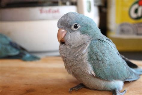 Why A Blue Quaker Is An Amazing Pet In 2023 Parrot Monk Parakeet
