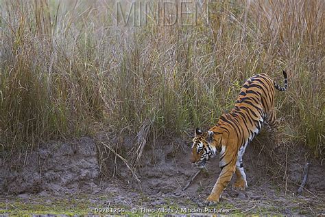 Bengal Tiger Stock Photo Minden Pictures