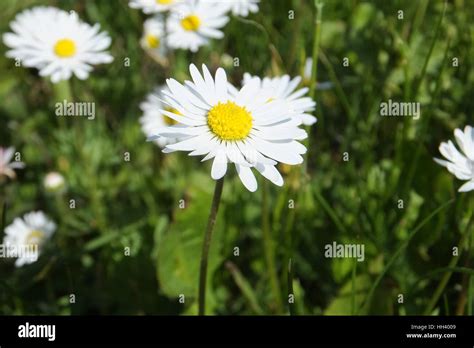 Field Of Daisies In The Sunny Summer Day Daisy Close Up Stock Photo