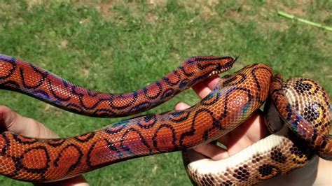 Brazilian Rainbow Snake