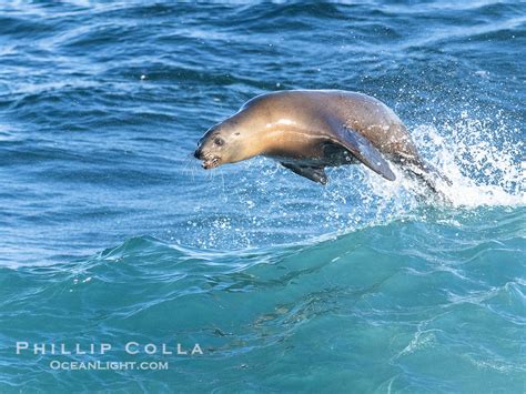 A California Sea Lions Leaps High Out Of The Water While Bodysurfing