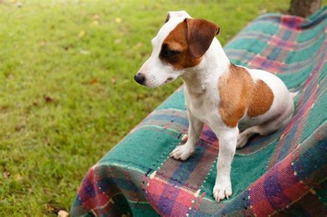For after hour emergency veterinary needs, please contact: New Clients | Hamilton Mill Animal Hospital