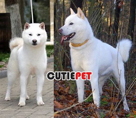 Interesting Facts About The Hokkaido Dog Breeds