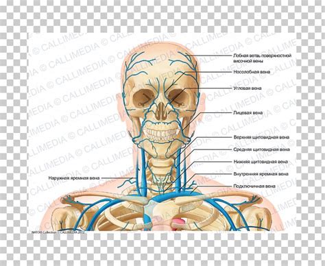 Learn about veins arteries head neck with free interactive flashcards. Head And Neck Anatomy Anterior Jugular Vein PNG, Clipart ...