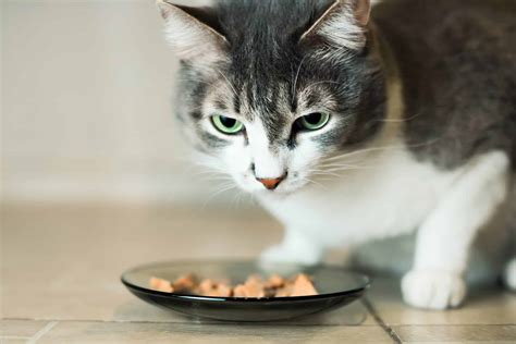 Choosing the best wet canned food for savannah cats. Why Are Some Cats Such Picky Eaters? - Cattitude Daily