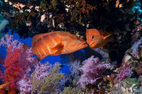 Animals Fish Underwater Coral Coral Reef Aquarium National