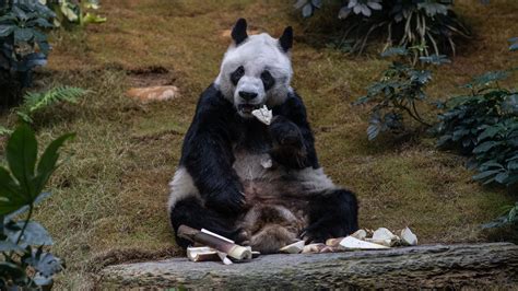 An An World’s Oldest Giant Male Panda In Captivity Dies At 35 The New York Times