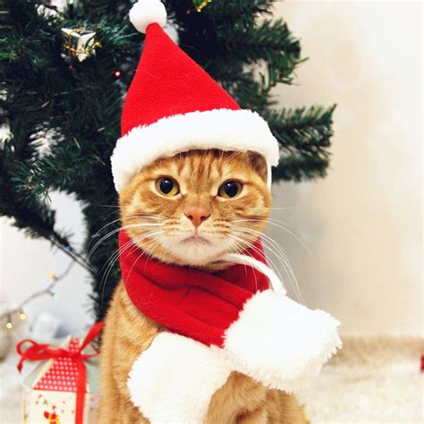 Pet Hat Xmas Pet Cat Dog Sml Santa Hatscarf Costume Red Christmas