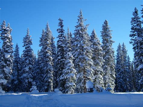 Snowy Mountains With Trees