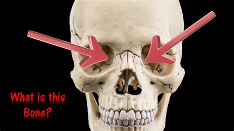 THE SKULL Virtual Anatomy Flash Cards Quiz Practice For Practical Exam