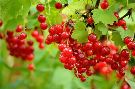 Was it really, as i suspected, ordered on a whim by some yahoo who was deeply affected by a childhood encounter with grave digger? The meaning and symbolism of the word - «Currants»