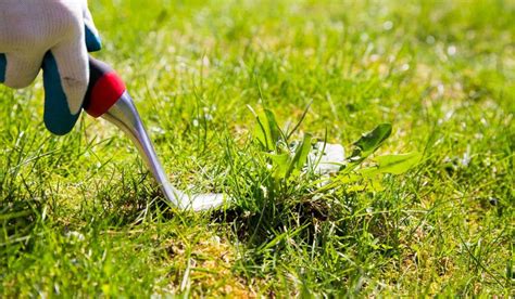 1 best tool for removing weeds and dandelions comparison chart. The Best Weed Removal Tools for Landscaping ...