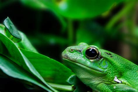 Free Images Green Biology Amphibian Fauna Tree Frog Close Up