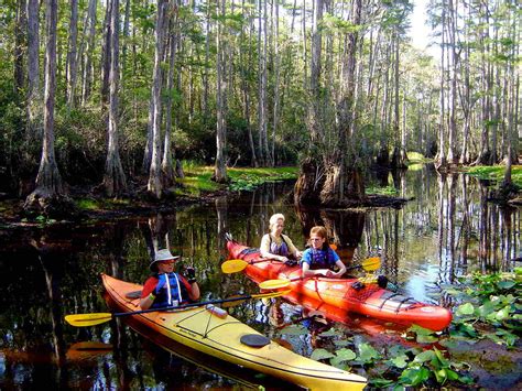 Discovering The Okefenokee Swamp And Cumberland Island