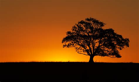 Scenery Images Sunset Tree Images