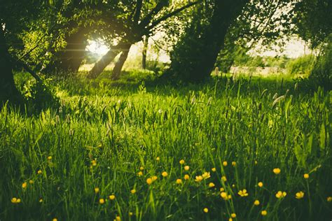 Green Grass In The Forest · Free Stock Photo