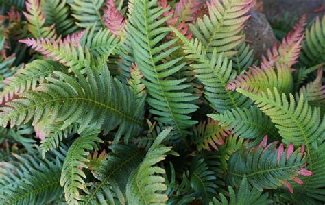 25 Types Of Ferns To Add Interest To Your Home