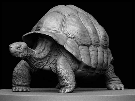 Pixologic :: ZBrush Gallery | Turtle sculpture, Zbrush, Turtle