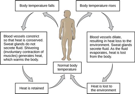 Human Biology Online Lab Body Temperature Regulation By Jennifer Joy