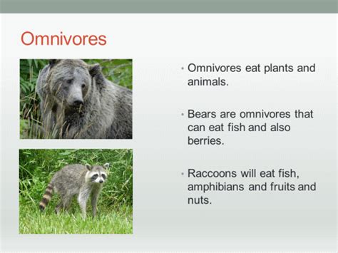An omnivore (/ˈɒmnɪvɔːr/) is an animal that has the ability to eat and survive on both plant and animal matter. Mammals - Herbivores, Carnivores, Omnivores PowerPoint | K ...