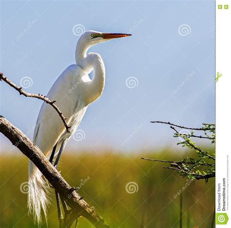 Great White Heron Stock Photo Image Of Egret Nature 82107974