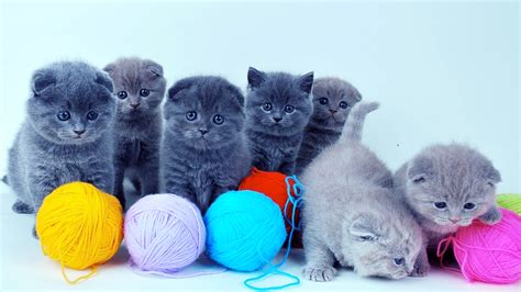 Cute Baby Cats Desktop Wallpapers Hd Desktop And Mobile Backgrounds