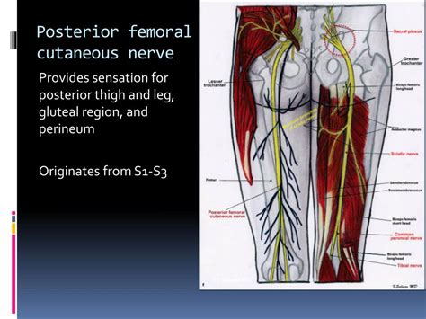 Lateral Femoral Cutaneous Nerve Origin