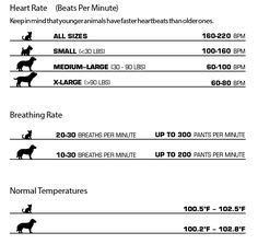 A cat's normal respiratory rate is 20 to 40 breaths per minute and the respiratory motion should be smooth, even and unrestrained. 278 Best vet tech stuff images in 2019 | Nursing, Adorable ...