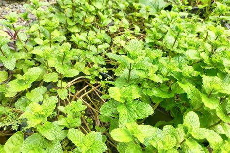 Apple Mint How To Grow Care For And Use Plantura