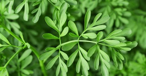 Rue An Ancient Herb With Health Benefits Facty Health