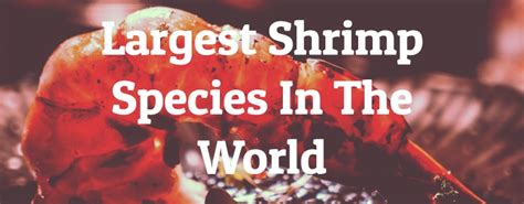 8 Largest Shrimp Species In The World