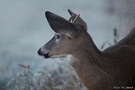 Country Captures The Whitetail Rut Begins