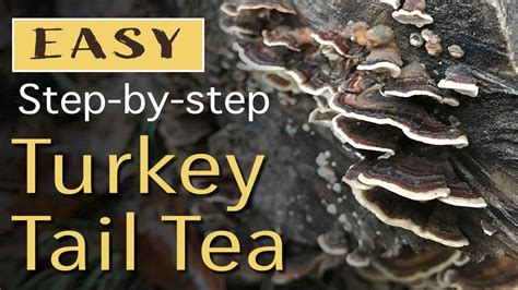 turkey tail mushroom mushroom tea how to make turkey how to make tea