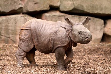 Indian Rhinoceros Baby Stock Photo Image Of Rhinoceros 11406312