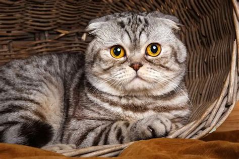 Scottish Fold Kedi Özellikleri Ve Bakımı Petibom