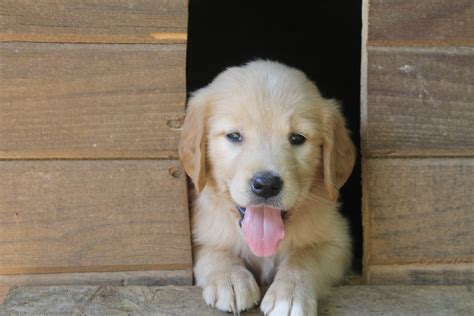 The golden retriever is a sturdy, muscular dog of medium size, famous for the dense, lustrous coat of gold that gives the breed its name. Golden Retriever Puppies For Sale | Cross Hill, SC #162219