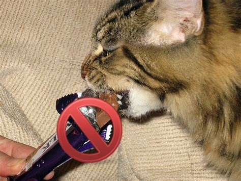 When the mother cat does not produce enough milk for many kids, or in case your cat's baby is really the saving period, you should get a cat milk on him. Human Foods Your Cat Shouldn't Eat